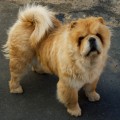 SHERDEE'S MISS PRISSY