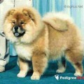 MI-TU'S MUNCHKIN