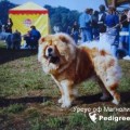 URSUS OF MAGNOLIYA