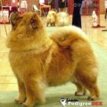 PIUK CHOW PRECIOUS MISS INDEPENDENT