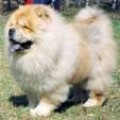 JOHN OF MEDLEY CHOWS
