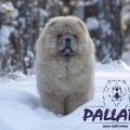PALLADA KISSIA ERA
