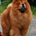FUTURE KING OF THE BLUE MYSTERY