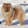 VOYEVODACHOW MIRA FOR PALLADA