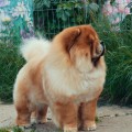 ITS MY LOVE DUKE OF MY HEART