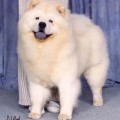 MI-PAO'S MACHO CREAM