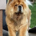 ITS MY LOVE BUMBLEBEE SHANDAN CHOWS