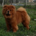 ITS MY LOVE KING OF THE WORLD