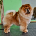 ITS MY LOVE IN GOOD HUMOR FOR IRKO