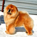 ITS MY LOVE KINGS ORANGE BAFFI FOR IRKO
