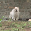 ITS MY LOVE GOODY-GOODY SHANDAN CHOWS