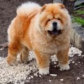 ITS MY LOVE ELVIS