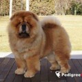 BELLA DE LOS PERROS DE BIGO