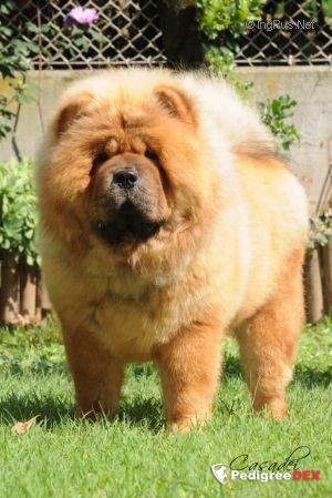 Fiume kennels hotsell