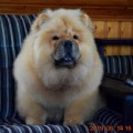 ITS MY LOVE TRANQUILLE COURAGE