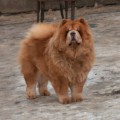 ITS MY LOVE LUCY