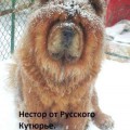 NESTOR OT RUSSKOGO COUTURIER
