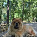 PUPPA FOR SHANDAN CHOWS