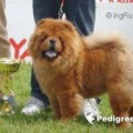GALAXY DEI LEONI IMPERIALI