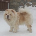 ZIZHAN MIRON'S TSEZARINA