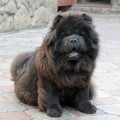ZIZHAN MIRON'S ZAGADKA DUSHEE