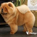 VELVET JACK SHEN TE CHOWS