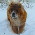 TOMIKA SHERIDAN OT CHESNOVOI