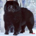 MI-PAO'S BLACK PITCH
