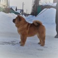 DREVNIY MIF UKKO DREVNIY MIF UKKO