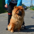 DREVNIY MIF RENATA DREVNIY MIF RENATA