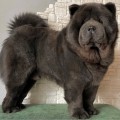 SUVENIR MIDASA KING SIZE