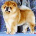 MI-PAO'S MACHO KID
