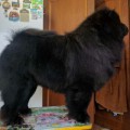 ELLEBORO NERO DE RIVO BIANCO ELLEBORO NERO DE RIVO BIANCO