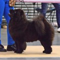 ZIRA DEL ROYAL SELECTION ZIRA DEL ROYAL SELECTION