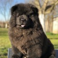 TEDDY BEAR DEL ROYAL SELECTION TEDDY BEAR DEL ROYAL SELECTION