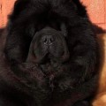 ZORRO A TRUE HEARTBREAKER DEL ROYAL SELECTION ZORRO A TRUE HEARTBREAKER DEL ROYAL SELECTION