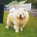 BOSS-ANDRUCH OF MEDLEY CHOWS