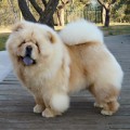 MURPHY DE LOS PERROS DE BIGO