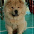 BOGEMA CHOW SHIC
