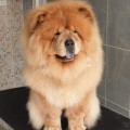 DANNY OCEAN SHEN TE CHOWS