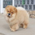 BETTY BOO LIETUVOS LIUTAS