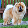 FAWNRED JE CHARLIE ET SUPER