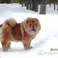 AIRIN'S PET O-LYA-LYA