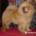 AIRIN'S PET ALIKA