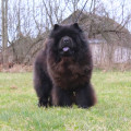 JEWEL BLACK ORHID ANGEL GLORIA