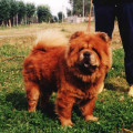 VIKTORIYA IODZI SHI