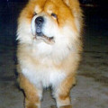CASTOR BEN KEN