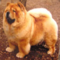 BERFLUS PALOMA PIKASSO