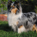 ORINOCO BLUE MORAVIA CLASSIC