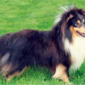 MAGIC BLACK FATRANSKY SEN